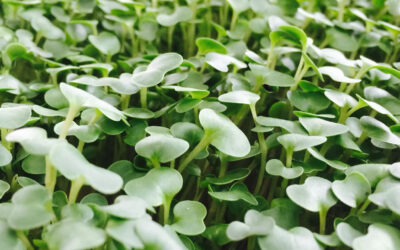What are micro-greens and why you should eat them every day?