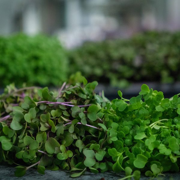 Brassica Blend