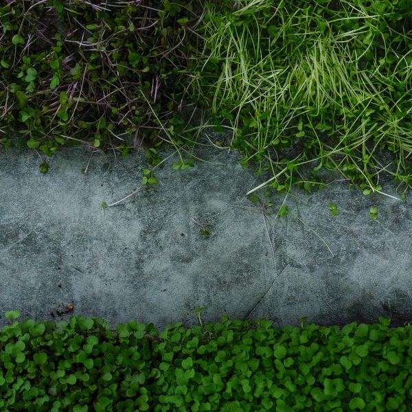 Brassica Blend - Image 3