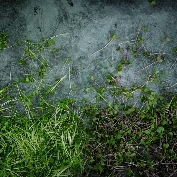 Brassica Blend - Image 4
