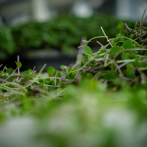 Brassica Blend - Image 5