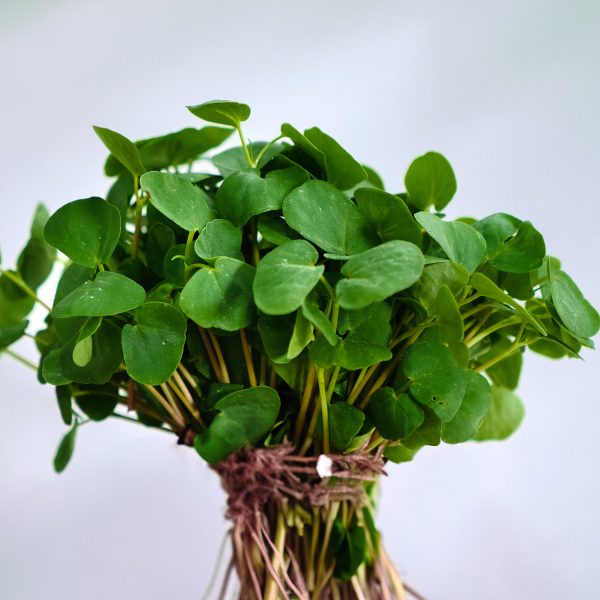 Buckwheat