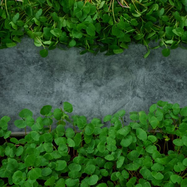 Buckwheat - Image 4