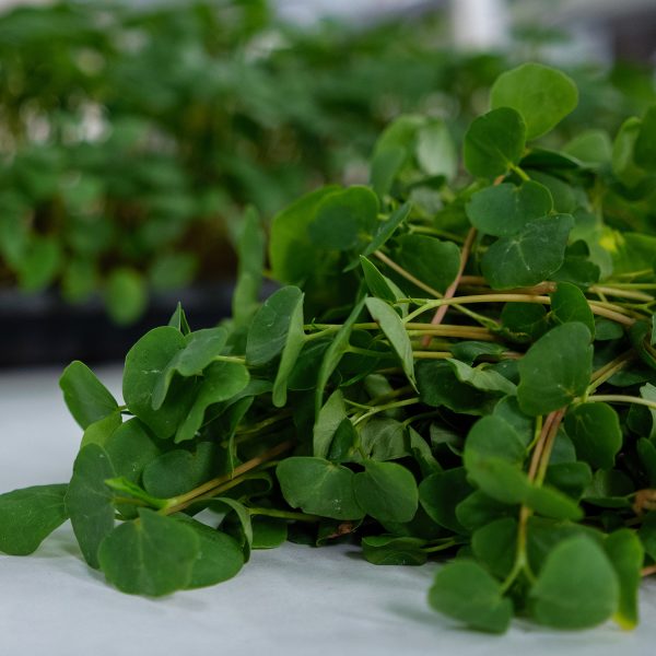Buckwheat - Image 5