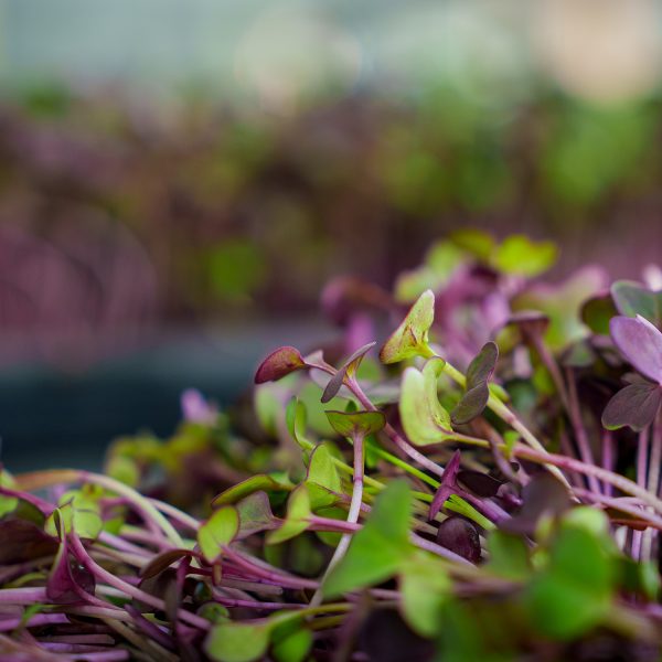Red Daikon - Image 3