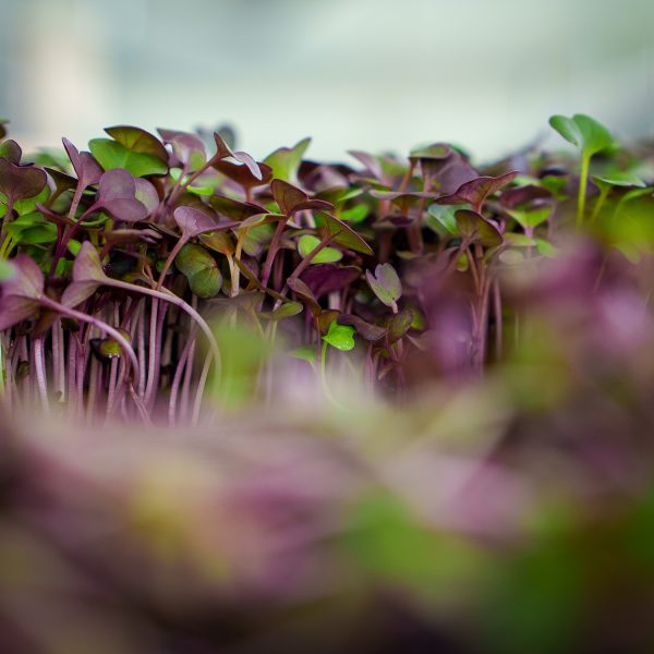 Red Daikon - Image 4