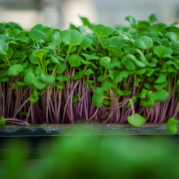 Rose Radish - Image 3