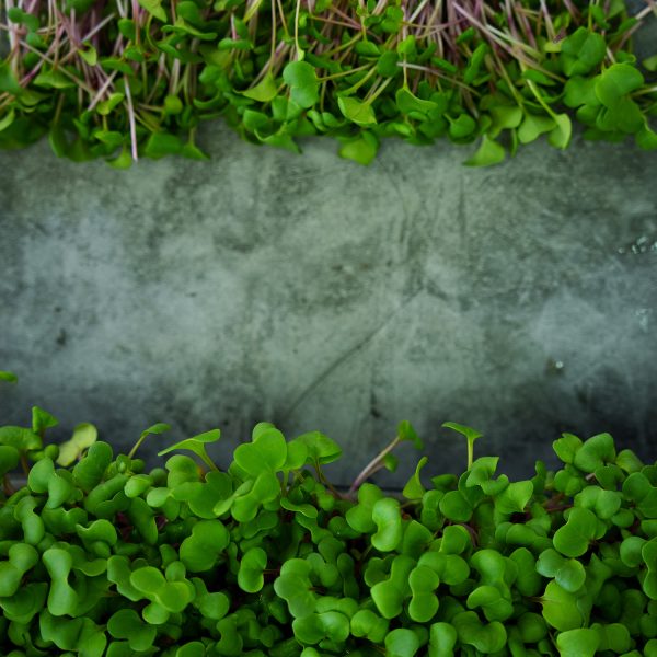 Rose Radish - Image 4