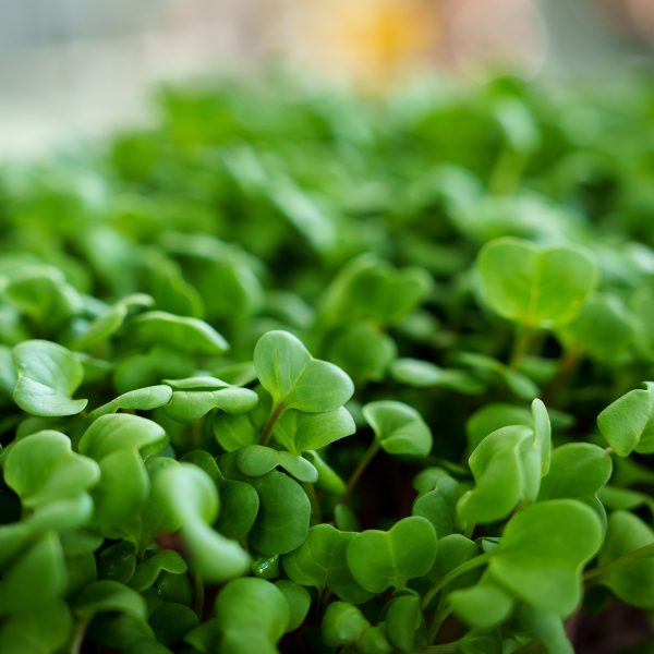 Rose Radish - Image 5