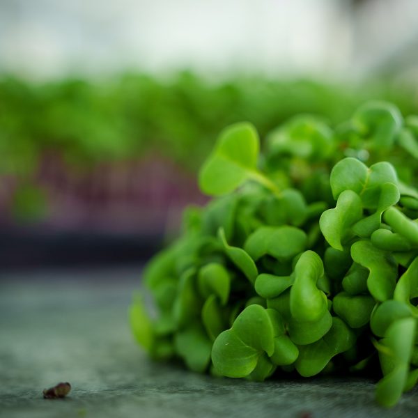 Rose Radish