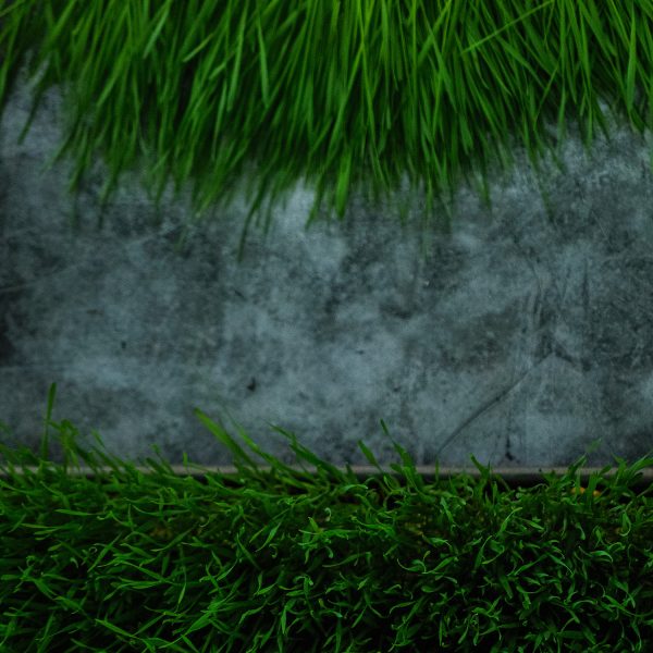 Wheatgrass - Image 4