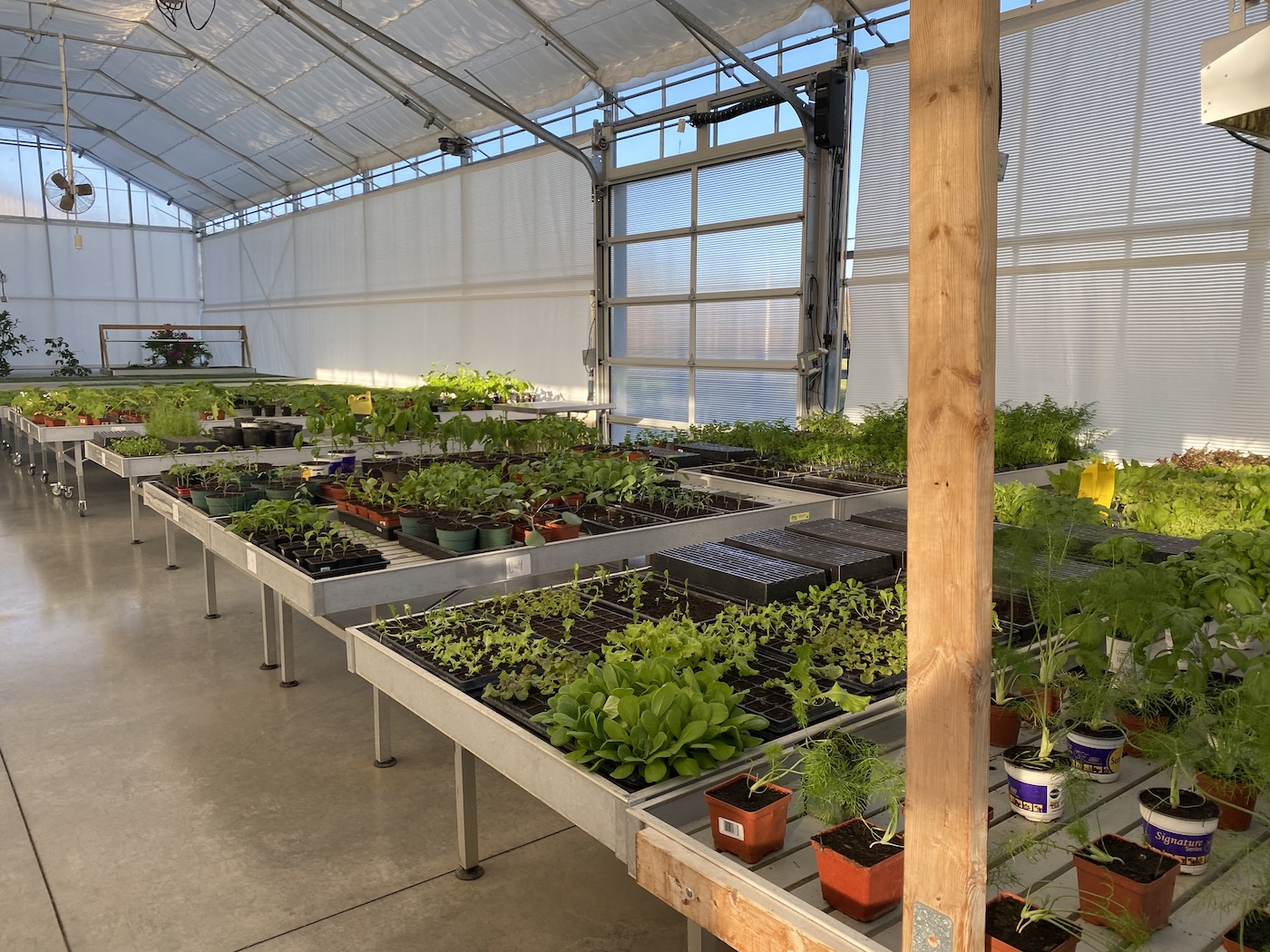 Greenhouse Greenhouse