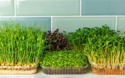 Micro-Greens vs. Sprouts: wait, there’s a difference?