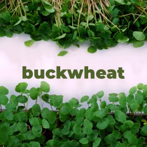 Buckwheat