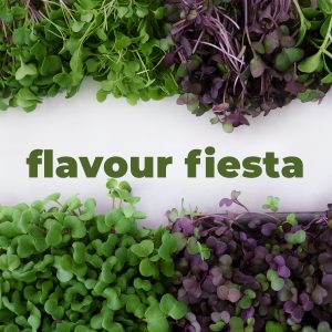 Flavour Fiesta