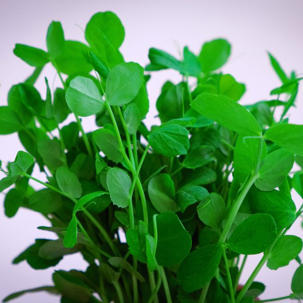 Peashoots