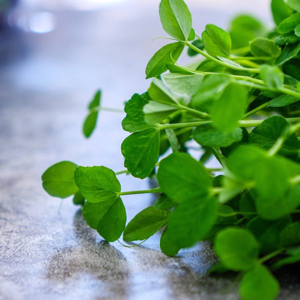 Peashoots - Image 3