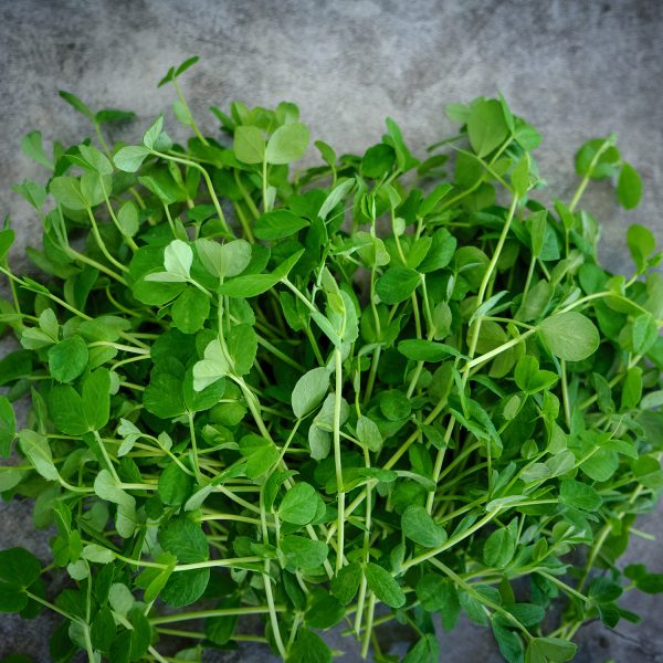 Peashoots - Image 4