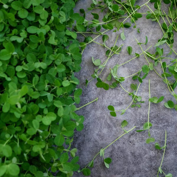 Peashoots - Image 5