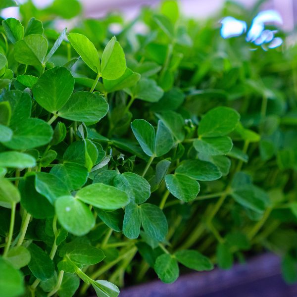 Peashoots - Image 6