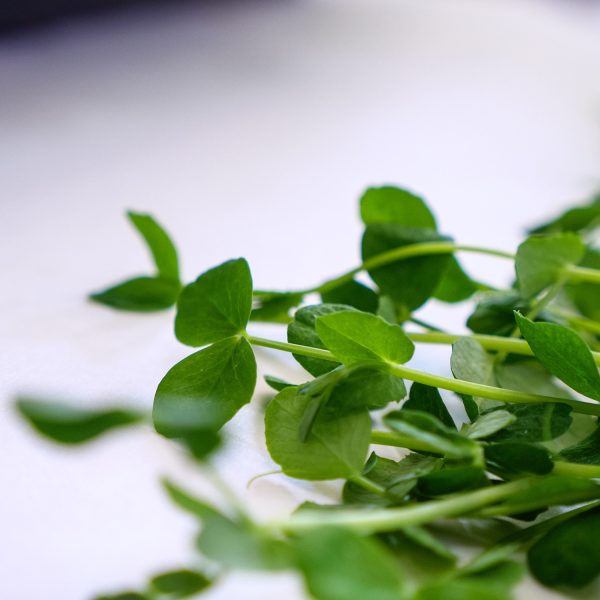 Peashoots - Image 7