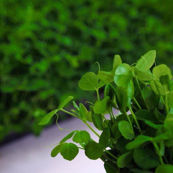 Peashoots - Image 8