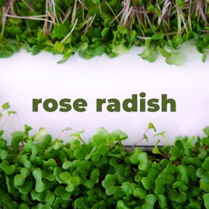 Rose Radish