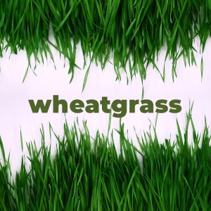 Wheatgrass